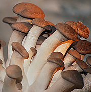 kr&auml;uterseitlinge